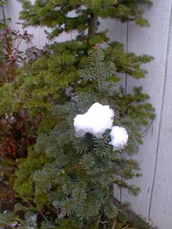 Alpine Fir