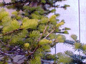 Alpine Fir