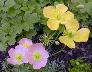 Alpine Poppy Pink & Yellow