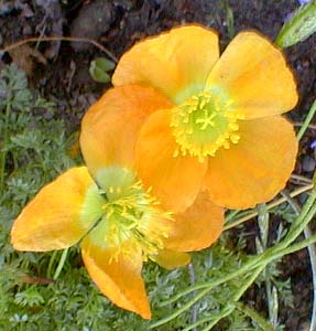 Alpine Poppy Sun Yellow