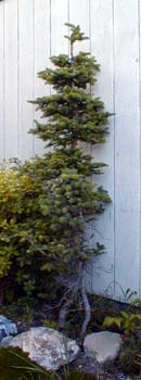 Alpine Fir