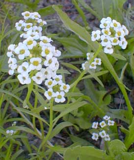 Alyssum