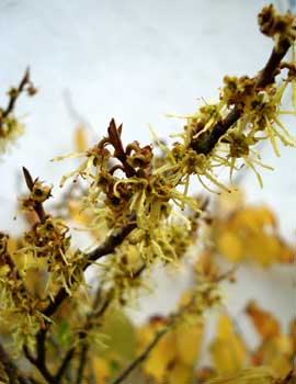 Witchhazel