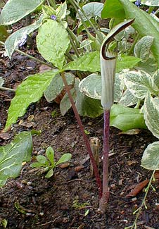 Jack-in-the-Pulpit