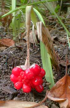 Jack-in-the-Pulpit