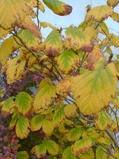 American Witchhazel