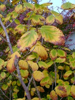 Witchhazel