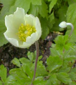 Snowdrop Anemone