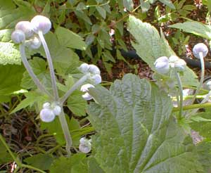 Early August Buds