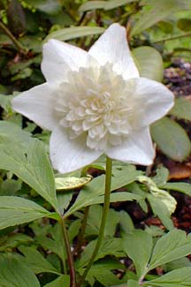 Double Wood Anemone