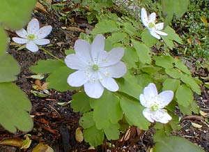 Rue Anemone