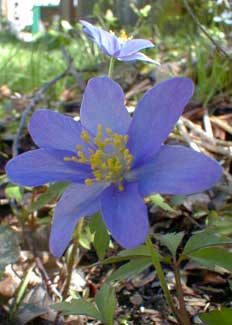 Wood Anemone