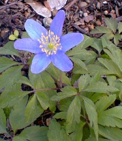 Wood Anemone