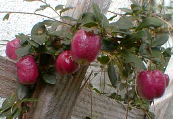Apple Berries