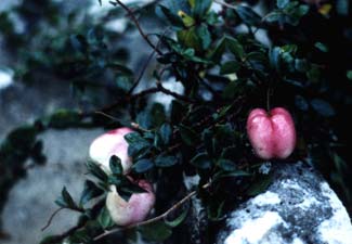 Apple Berries