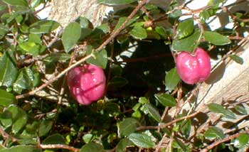 Apple Berries