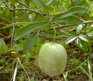White Apple Berry