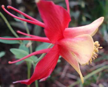 Western Columbine