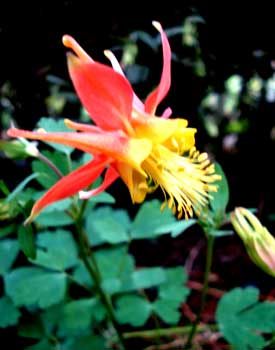 Western Columbine