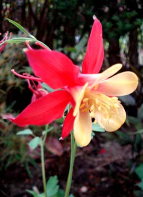 Western Columbine