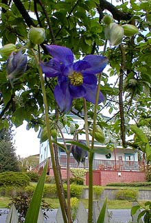 Alpine Columbine