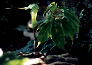 Tosa Province Arisaema