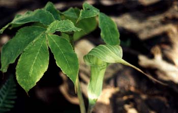 Tosa Province Arisaema