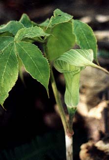 Tosa Province Arisaema