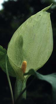 Spathe