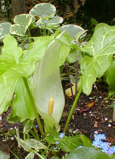 Spathe