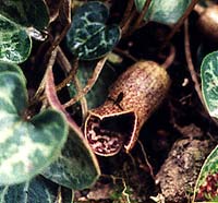 A. shuttleworthii flower