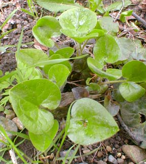 Asarum canadense