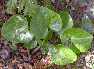 Asarum canadense