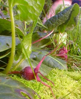 Asarum caudatum