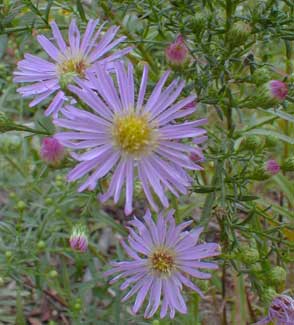 Heath Aster