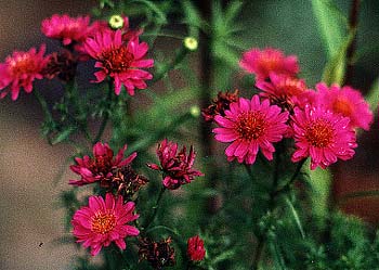 Red Aster