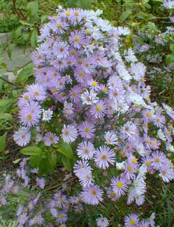 Heath Aster