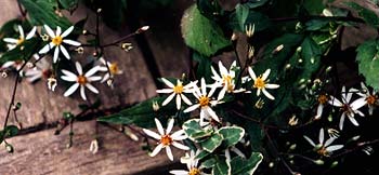 Wood Aster