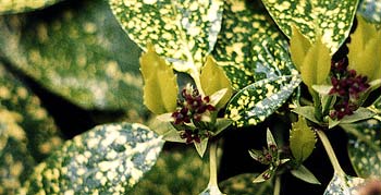 Female Aucuba blossoms