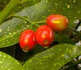 Aucuba berries