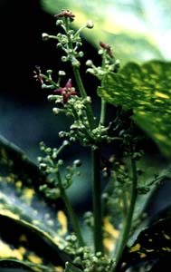 Male Aucuba blossoms