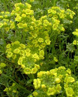 Basket-of-Gold