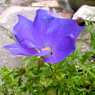 Blue Hibiscus