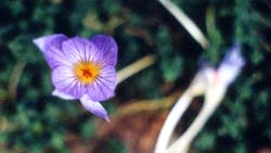 Autumn Crocus