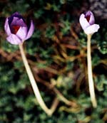 Autumn Crocus