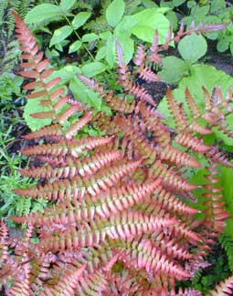 Autumn Fern