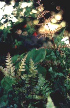 Autumn Fern