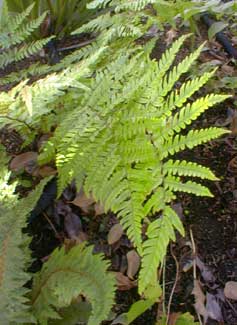 Autumn Fern