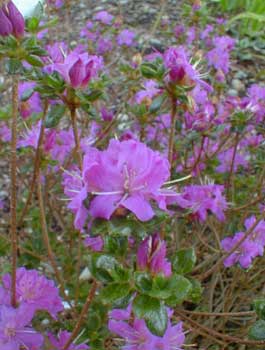 Kyushu Azalea