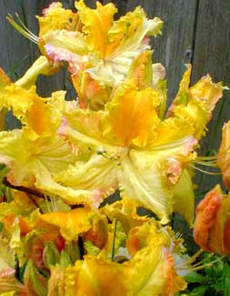 Centennial Azalea